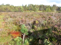 rich bog mosses, herbs and shrubs
