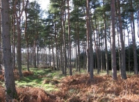 Strype Wood - SOLD