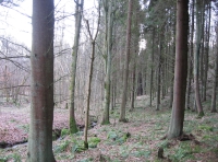 Sunnyden Wood - SOLD