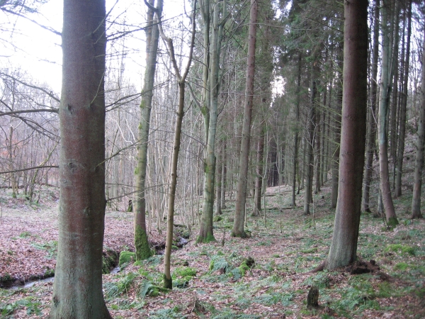 Scots Pine Wood. majestic Scots pine and to