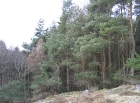 Scots pine ridge