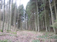 shared leafy track