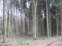 mature spruce and sycamores