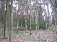 small rhododendrum thicket