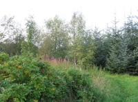 Swail Wood