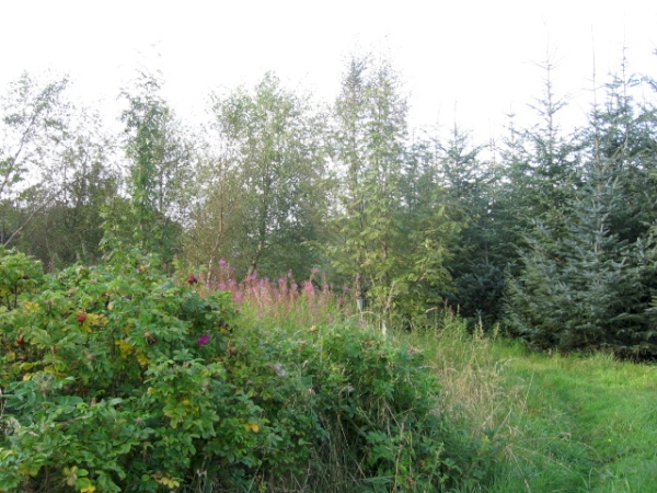 Swail Wood