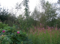 Ramanas rose and rosebay willowherb