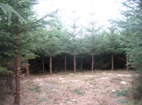 Southern clearing for parking/camping