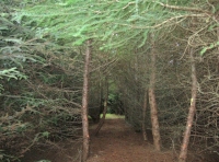 Brashed larch path