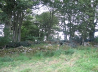 Mature beeches nearby NW corner