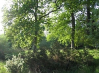 Maturing broadleaves and glade