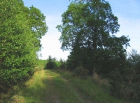 Shared track and grand oak