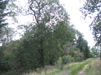Northwest boundary oaks and track