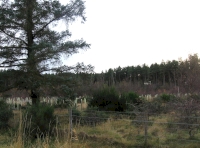 Wester Kinbeachie Wood - SOLD