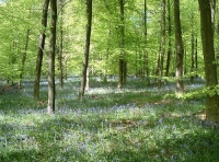 Algonquin Wood