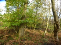All Souls Wood - SOLD