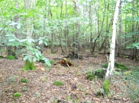 Coppice in Anchor Wood
