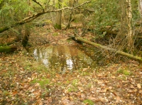 A small pond by the stream