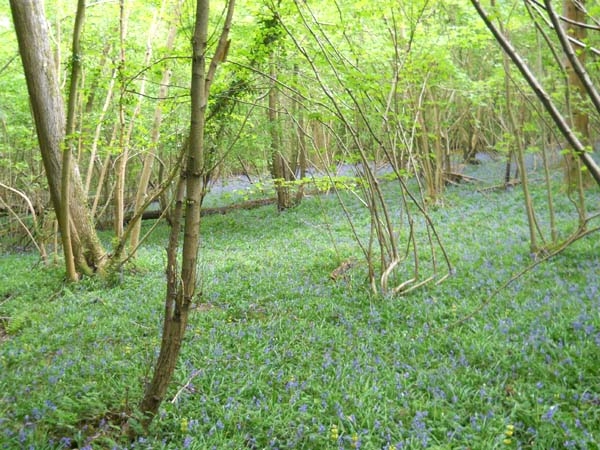 Anselm Wood