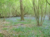 Anselm Wood