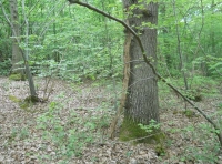 Anselm Wood