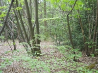 Anselm Wood