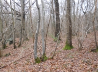 Anselm Wood