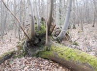 Anselm Wood