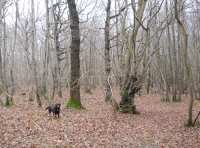 A pollarded boundary marker (with Bess)