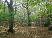 Apse Wood - SOLD