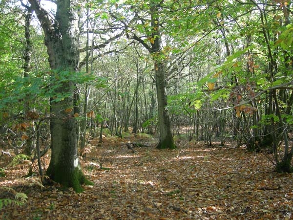 Apse Wood - SOLD