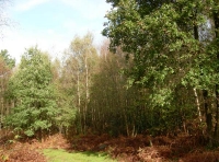 Apse Wood - SOLD