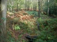 Apse Wood - SOLD