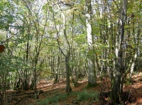 Apse Wood - SOLD