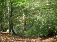 Apse Wood - SOLD