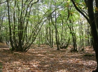 Apse Wood - SOLD