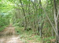 Archbishop Wood