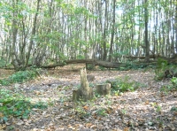 Ash Wood - SOLD