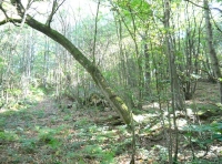 Ash Wood - SOLD