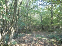 Ash Wood - SOLD