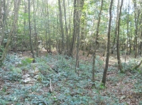 In the west sideof Ash Wood