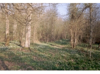 Ashbrook Wood