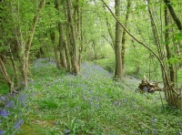 Ball Wood photo 2