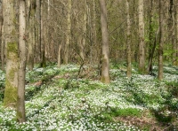 Bell Wood - SOLD