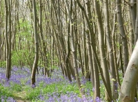 Bell Wood - SOLD