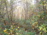 Bell Wood - SOLD