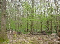 Bell Wood - SOLD