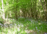 Bell Wood - SOLD