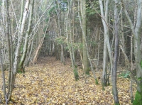 Bell Wood - SOLD