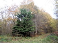 Bell Wood